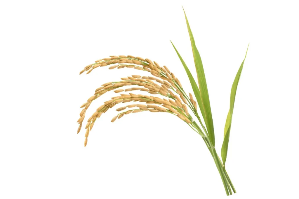 Ferulic Acid